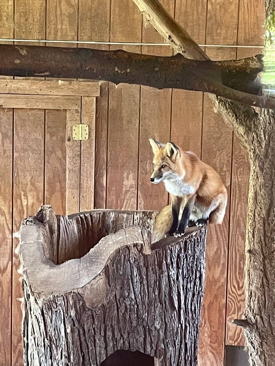 Otter and Ocelot Feedings