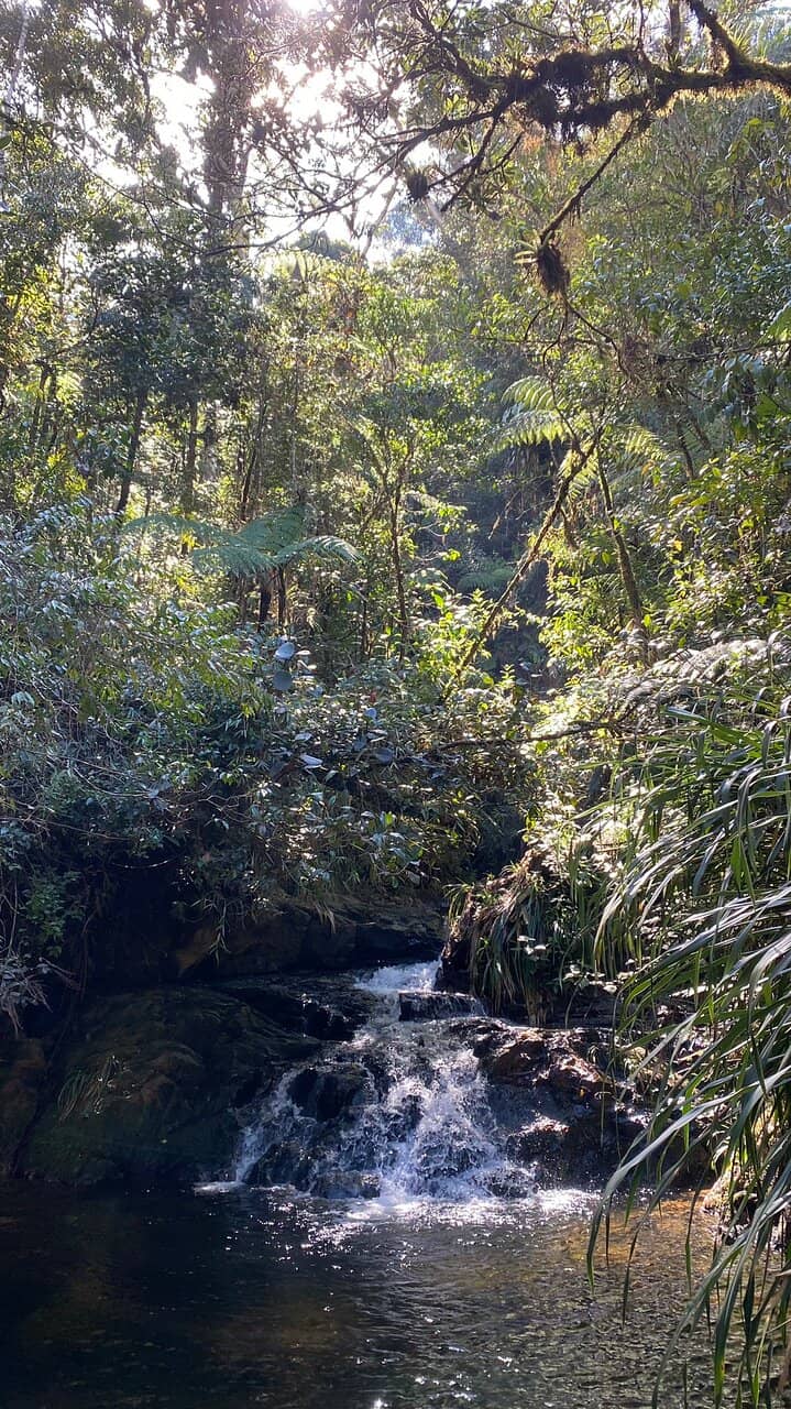 Cloud Forest Trails