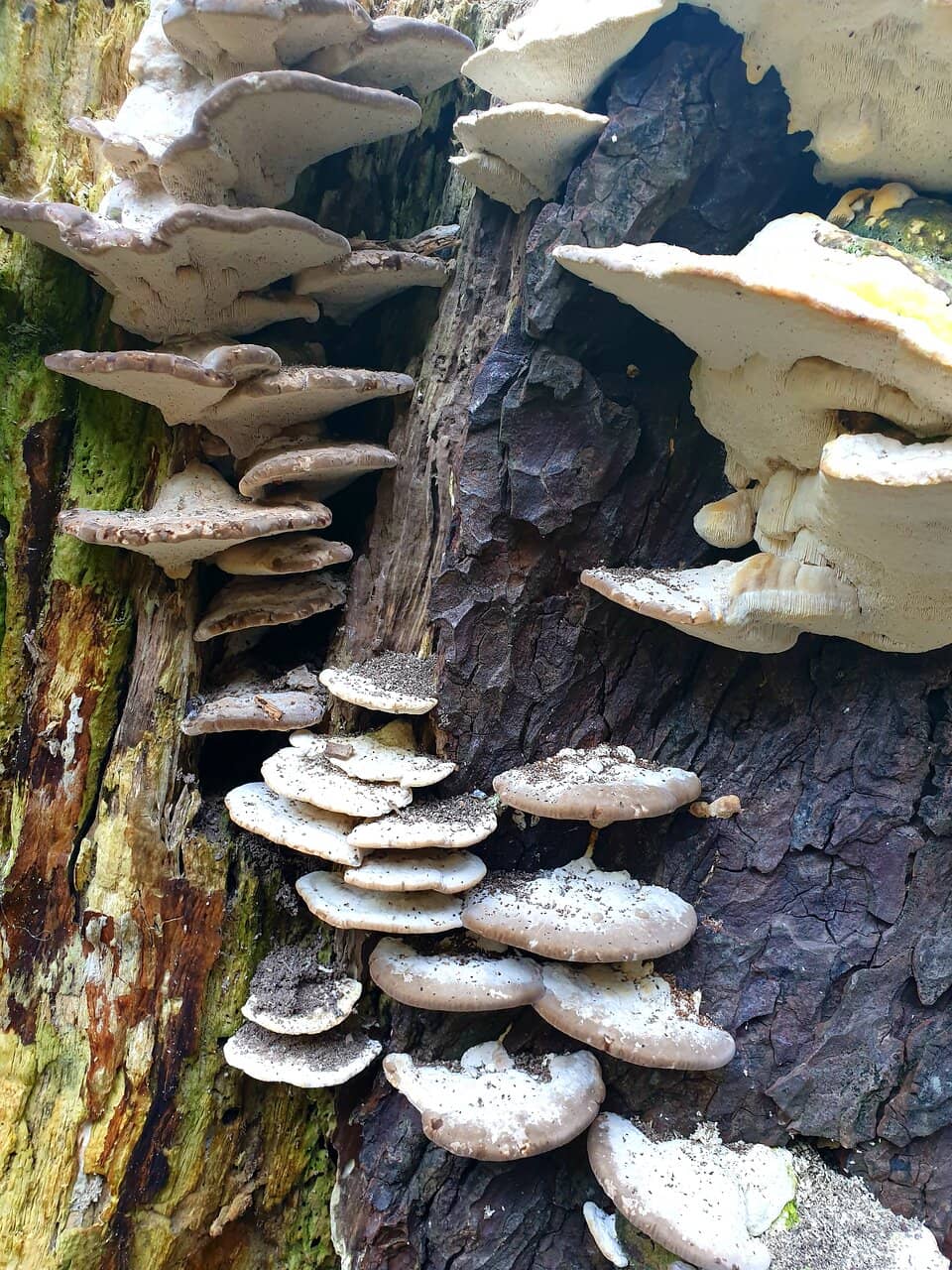 The Circular Pavilion Cafe