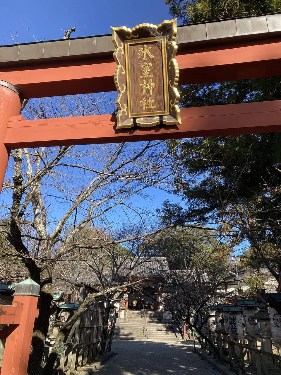 Cherry Blossoms (Seasonal)