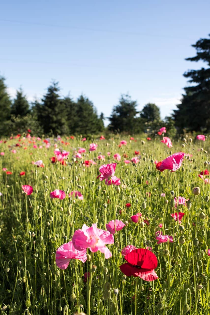 Observing the Beehives
