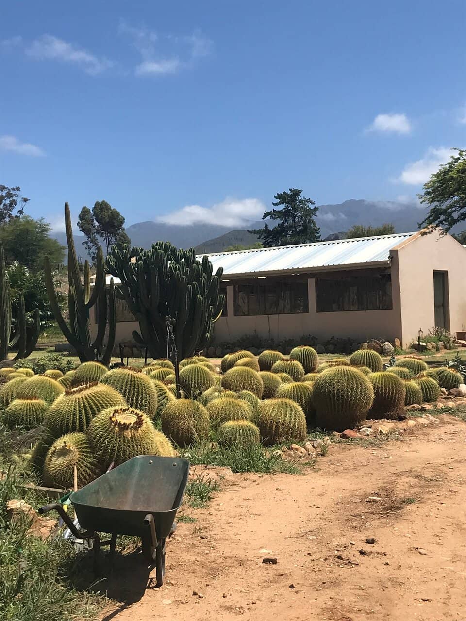 Succulent Variety