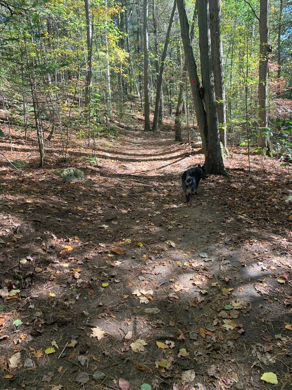 Varied Loop Trails