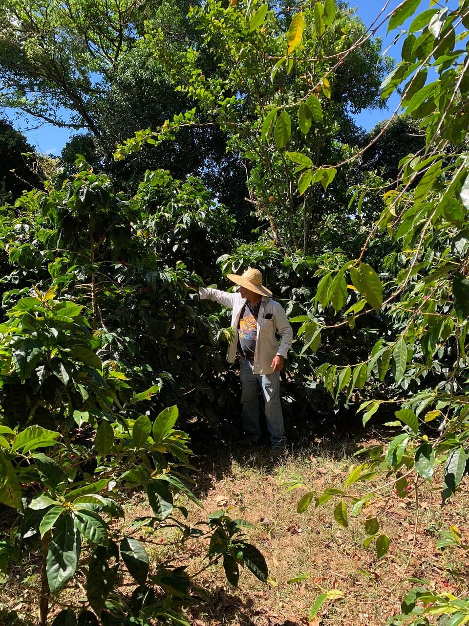 Expert Coffee Tasting