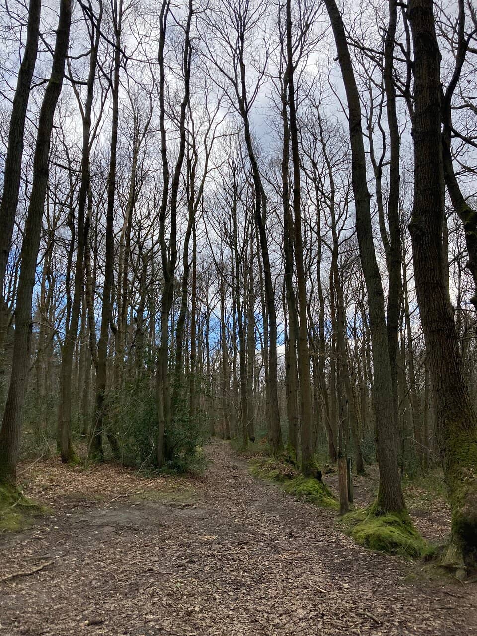 Shaded Woodland Walks