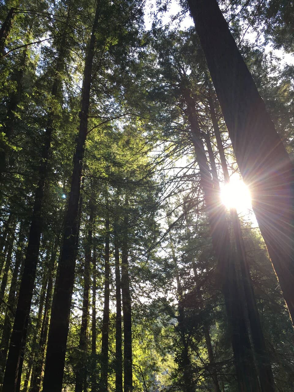 Vickery Creek Waterfall