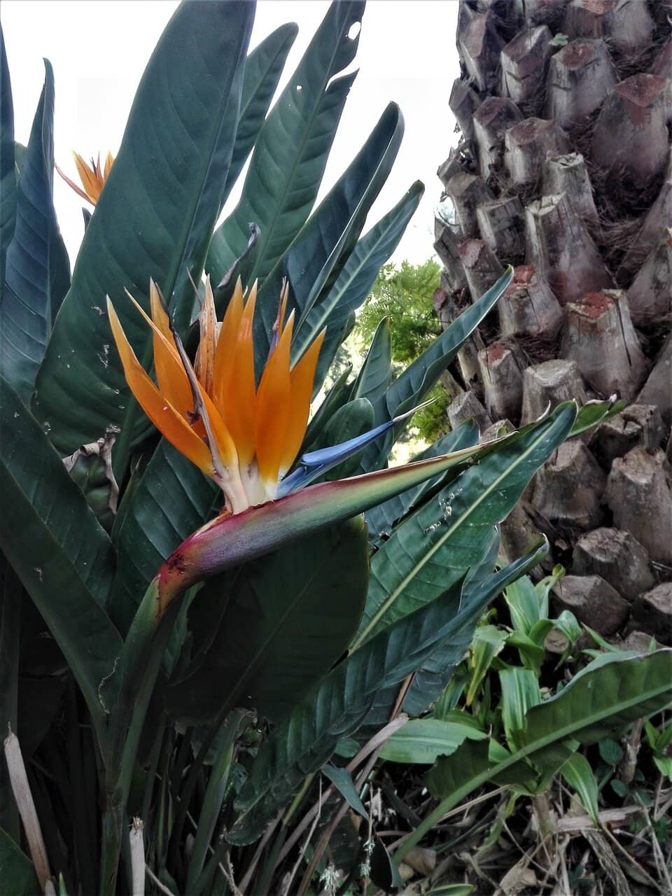 Lush Anaga Mountains