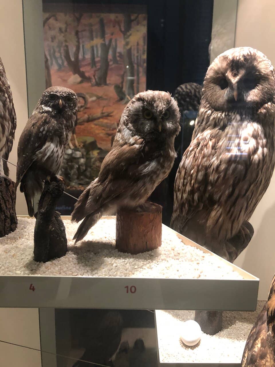 Woolly Mammoth Reconstruction