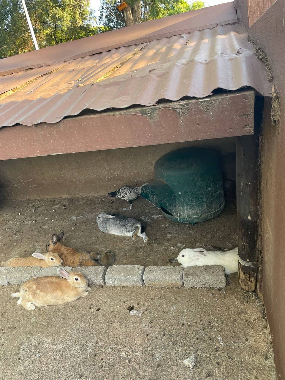 Petting Zoo and Mini Train