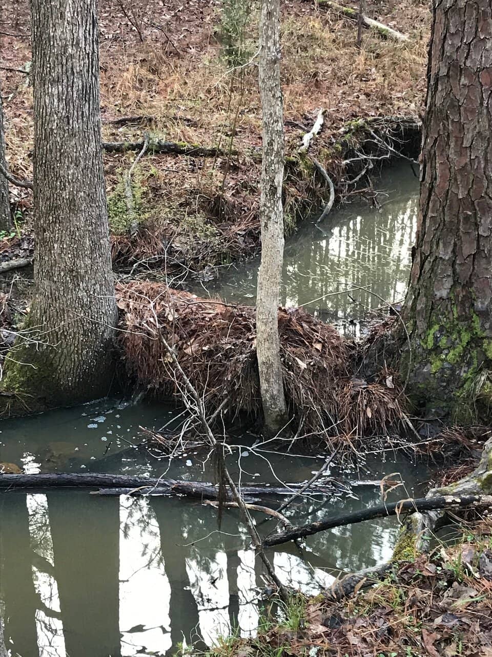 Firebreak Trail