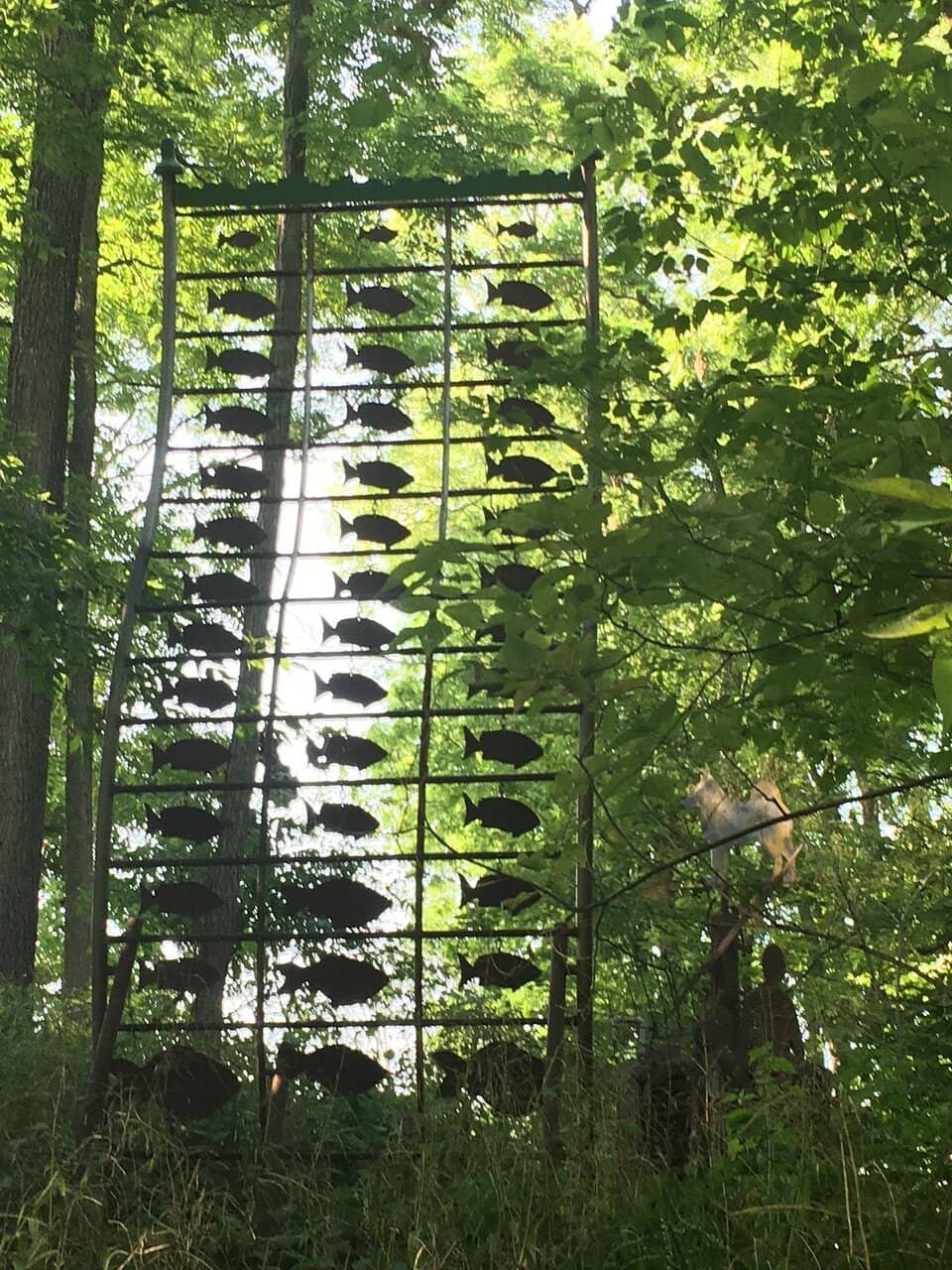Natural Forest Setting