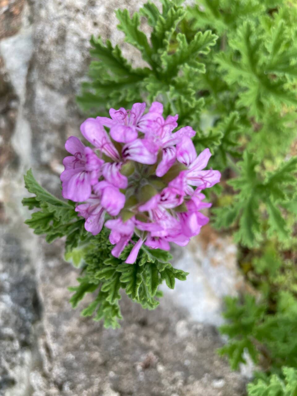 Gombey Festival Murals