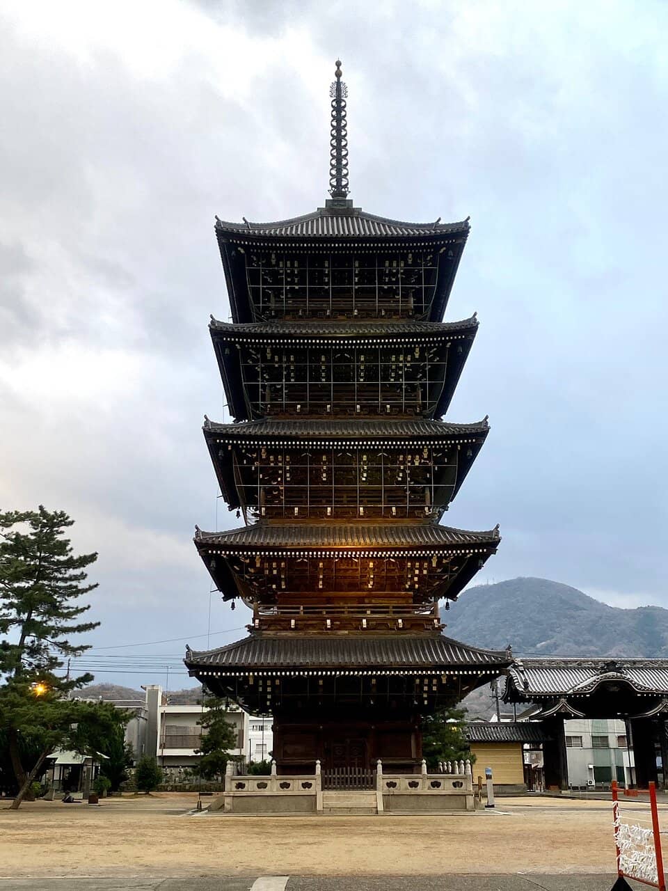 Ancient Camphor Trees