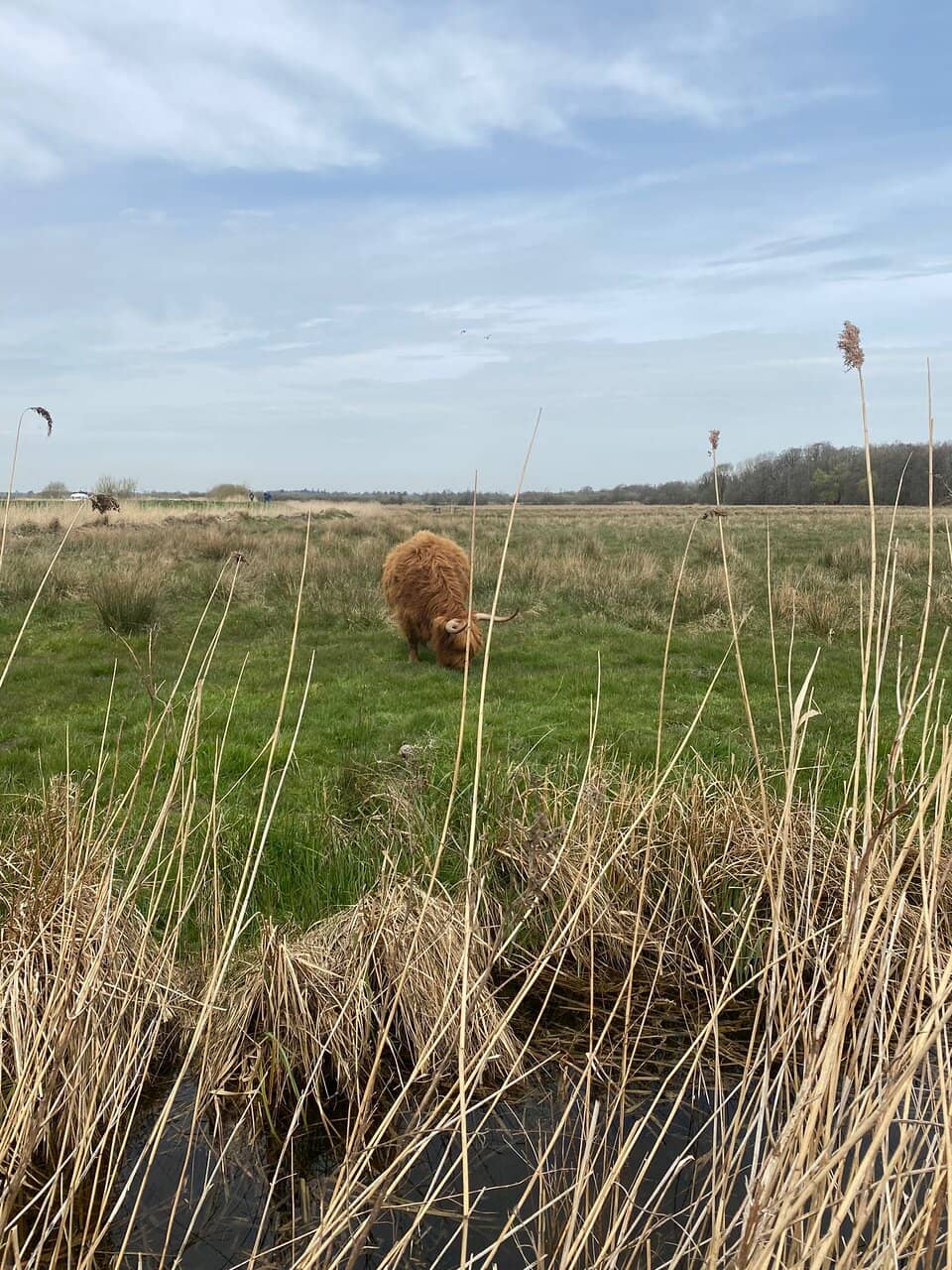 Crane Family Sightings