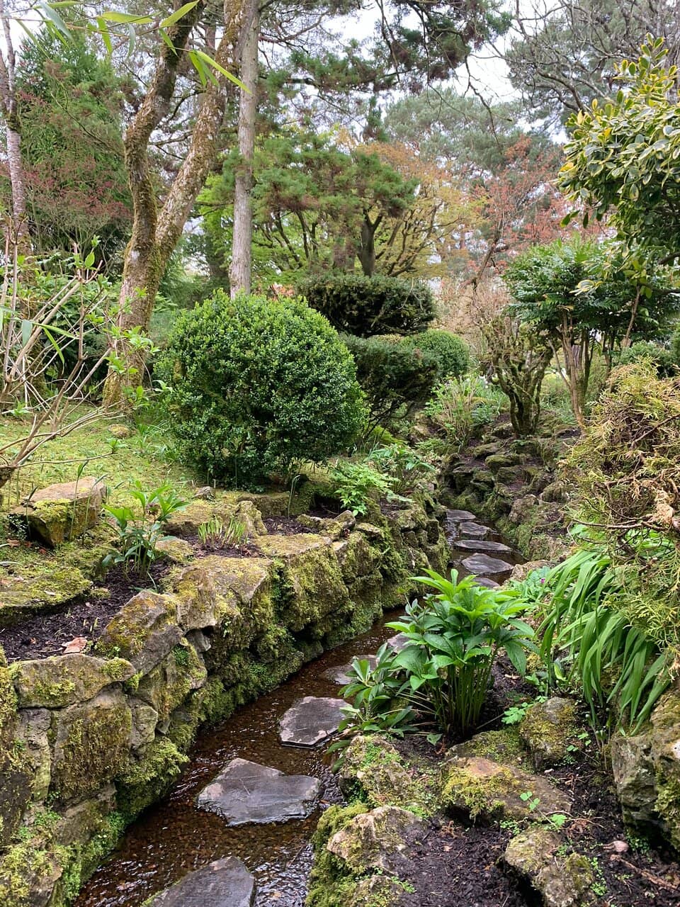 Bonsai-like Local Flora