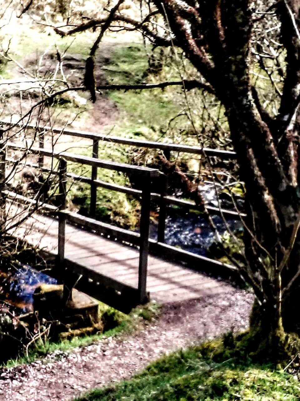 Dartmoor Wildlife