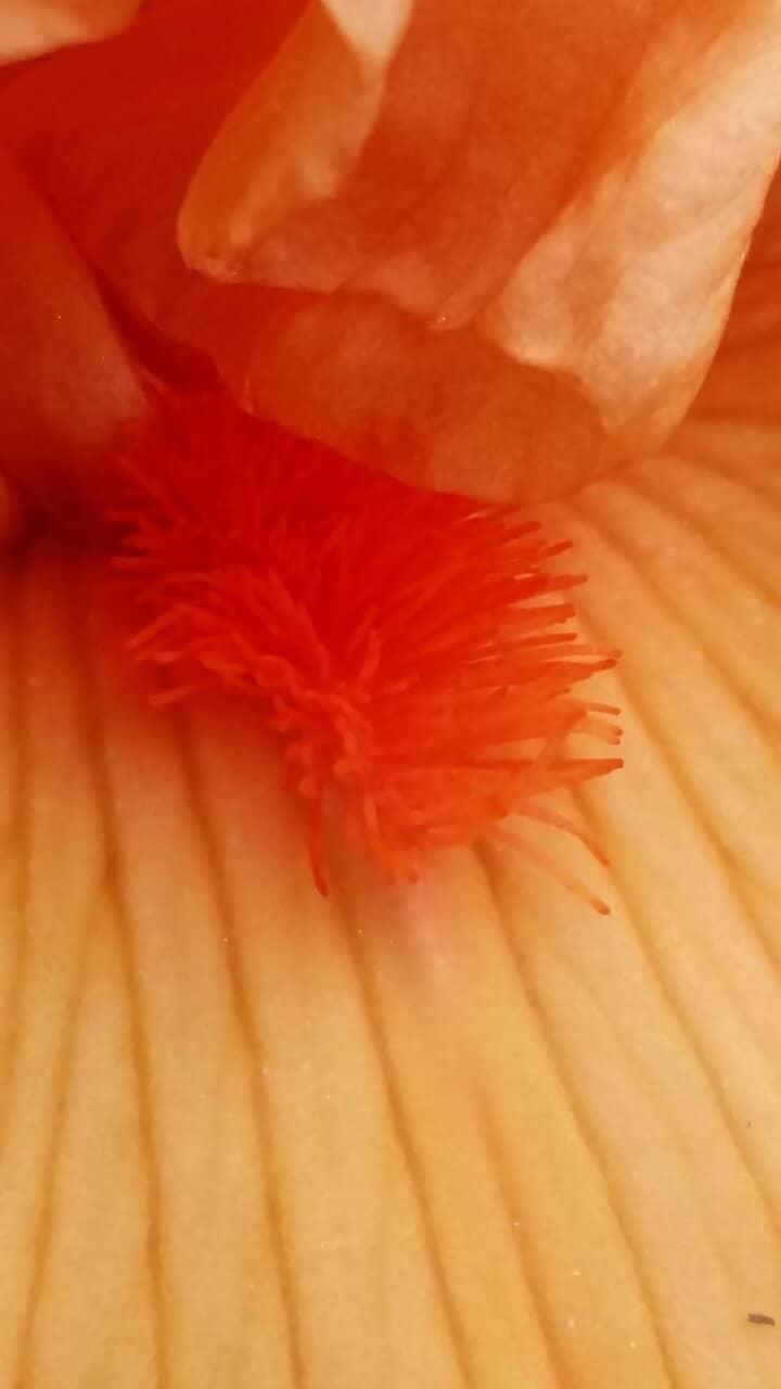 The Grand Iris Collection