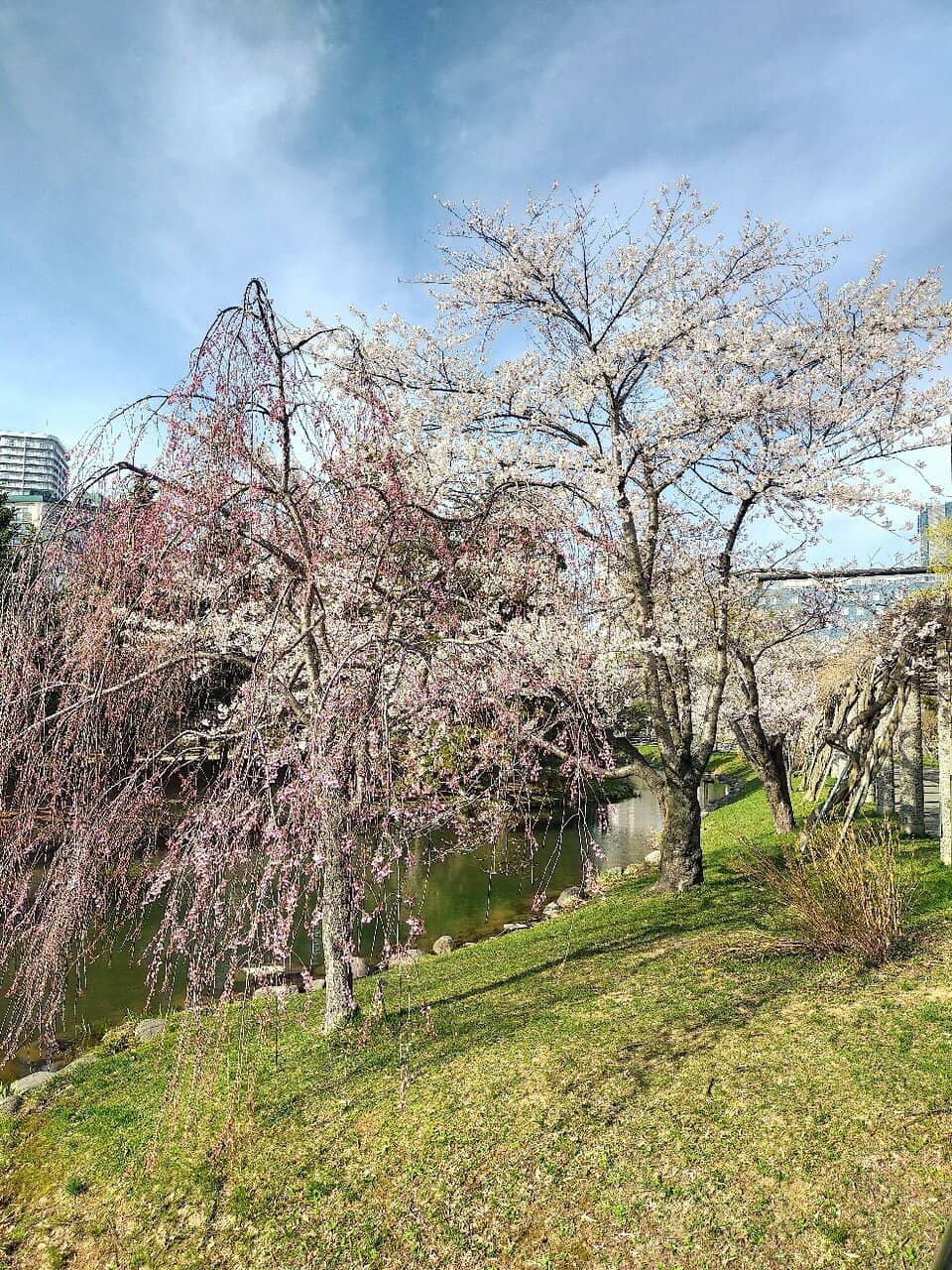 Shobu Pond