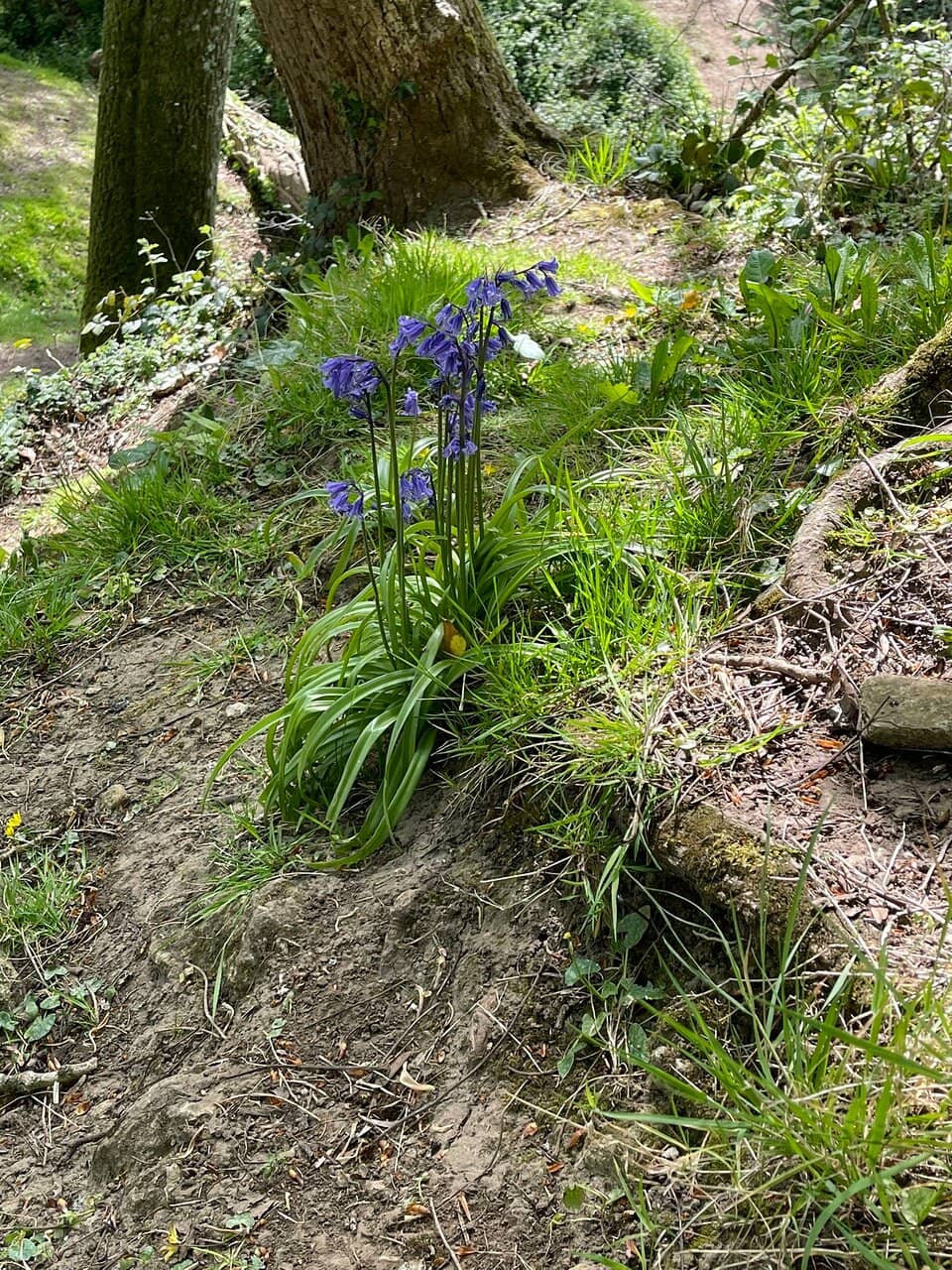Woodland Tunnel Walk