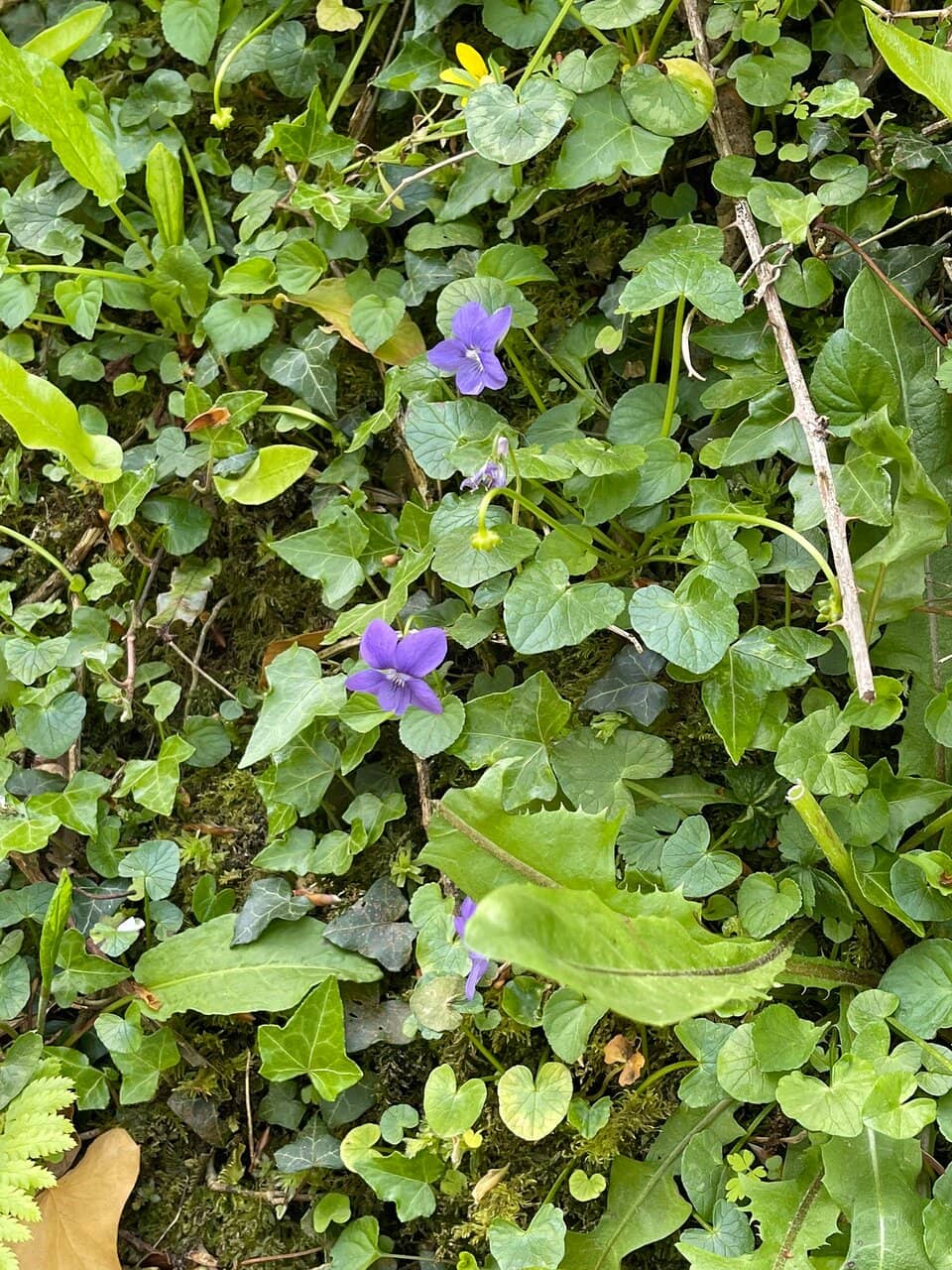 Arthurian Legend Connection