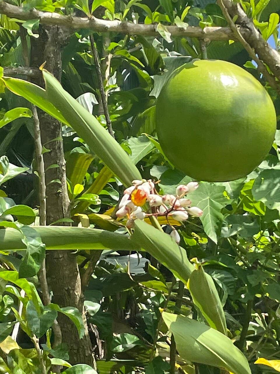 Rainforest Tour