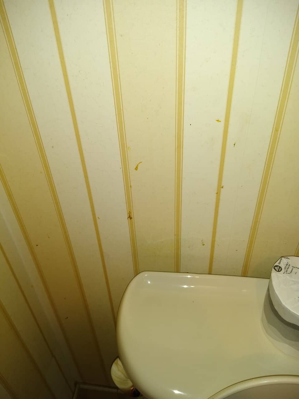 Live Music Performances