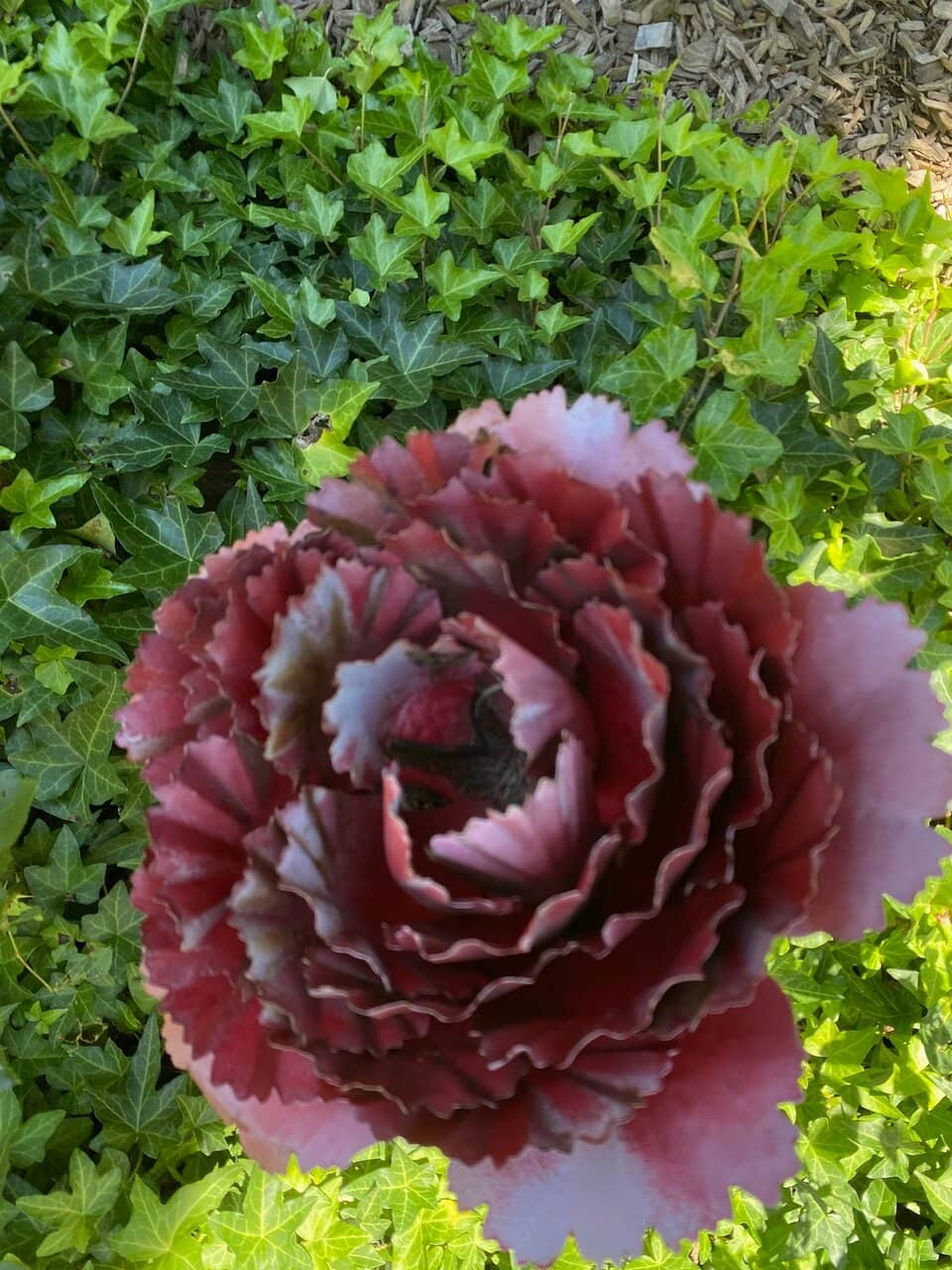 Central Fountain Surprise