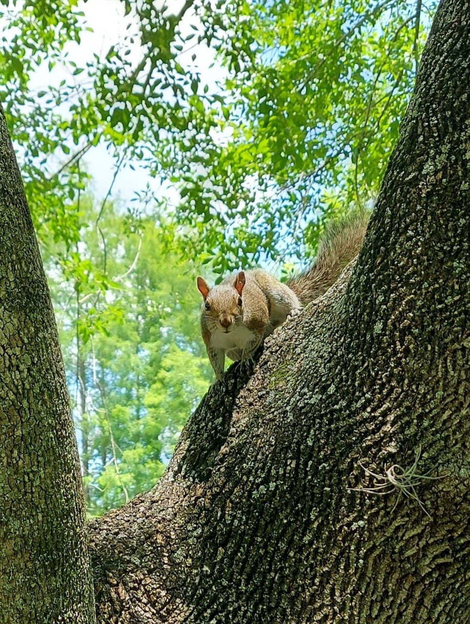 Walking & Jogging Trails