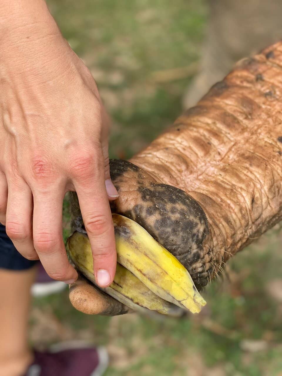Walk with Rescued Elephants