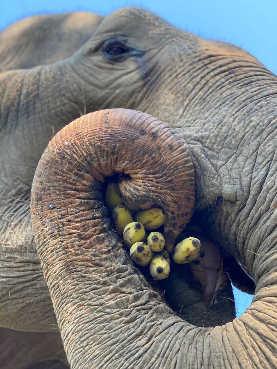 Feed the Gentle Giants