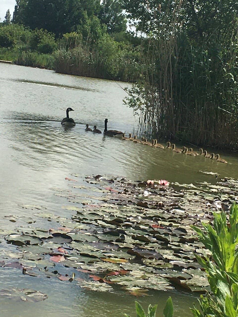 Nature Walks