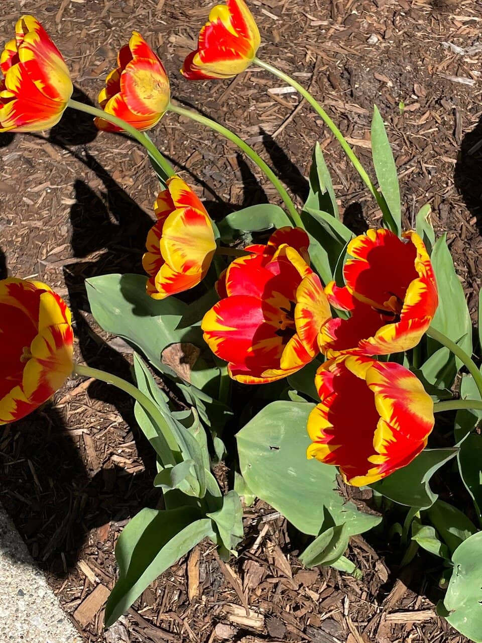 Lake Macatawa Wetlands Path