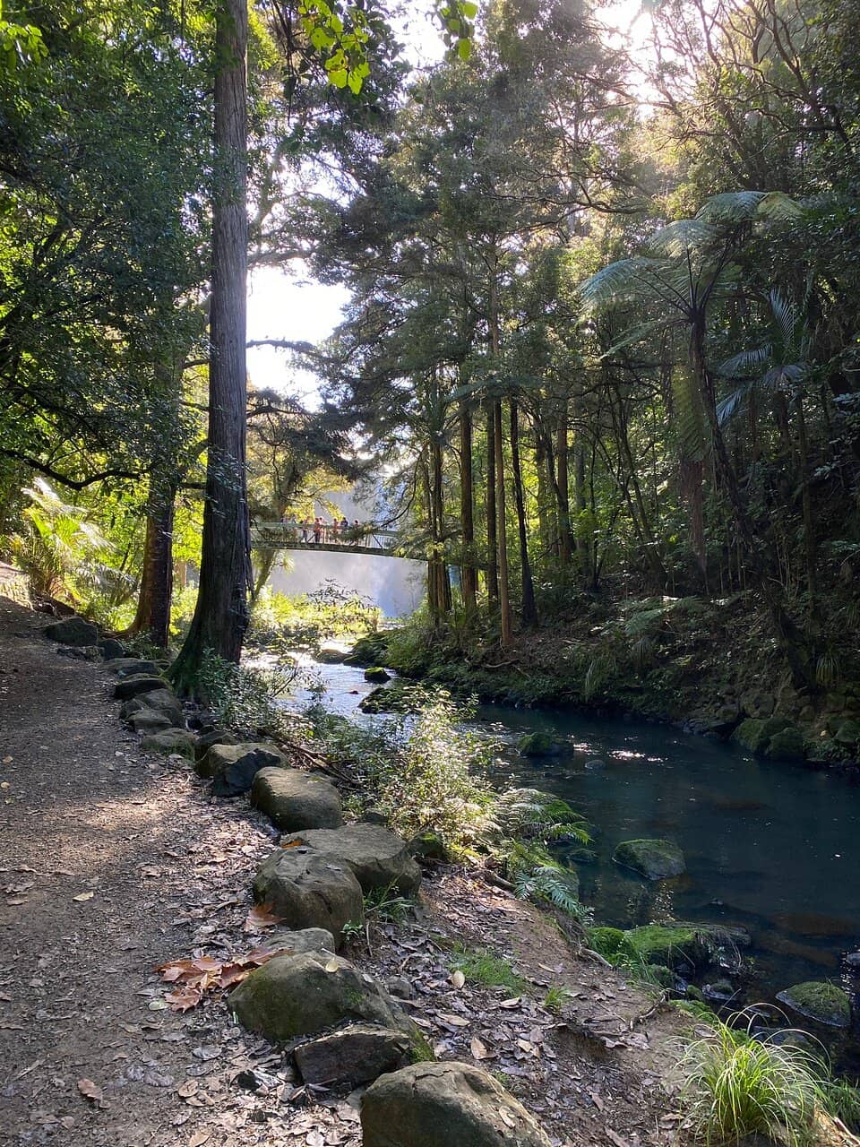 Towering Kauri Trees