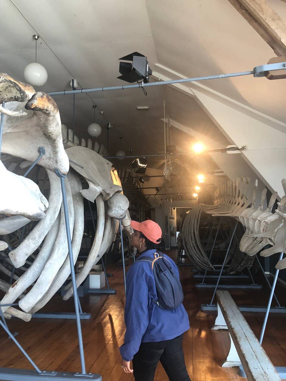 Whaling and Whale Skeletons