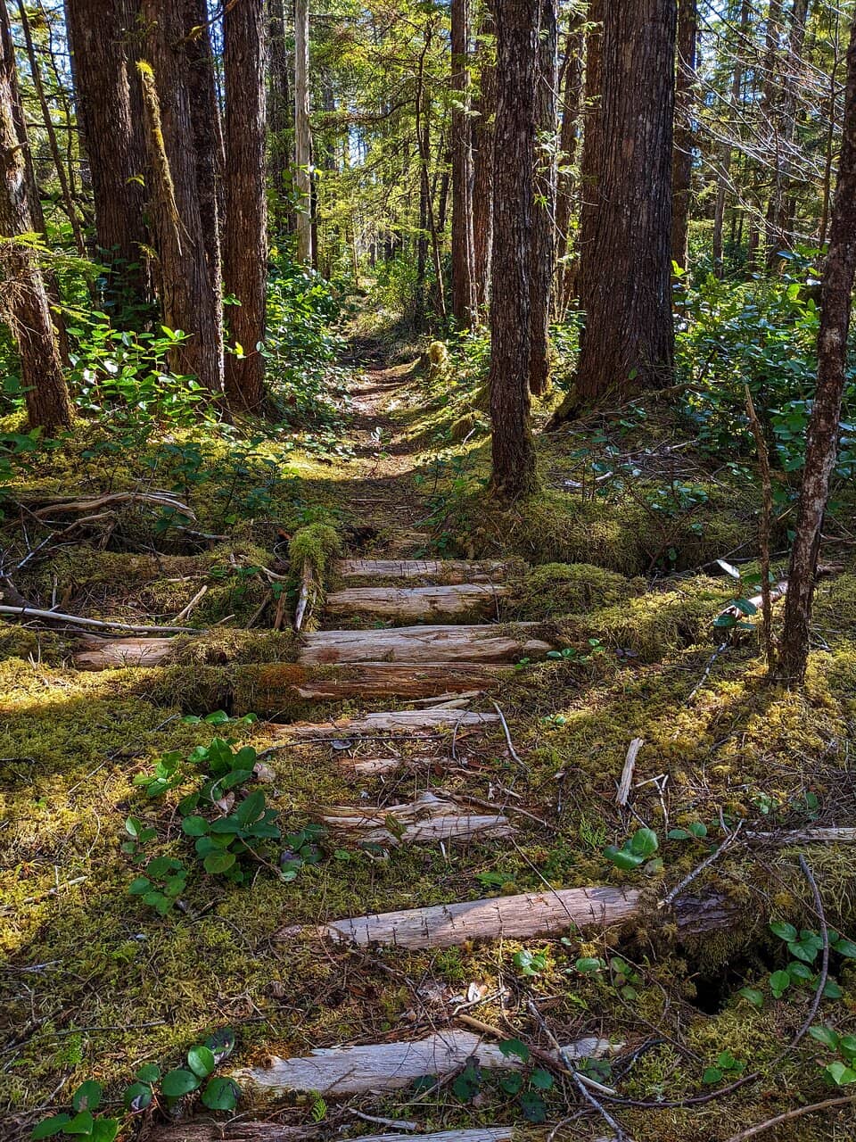 Jones Whites Creek Loop
