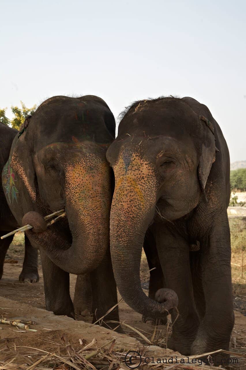 Artistic Elephant Painting
