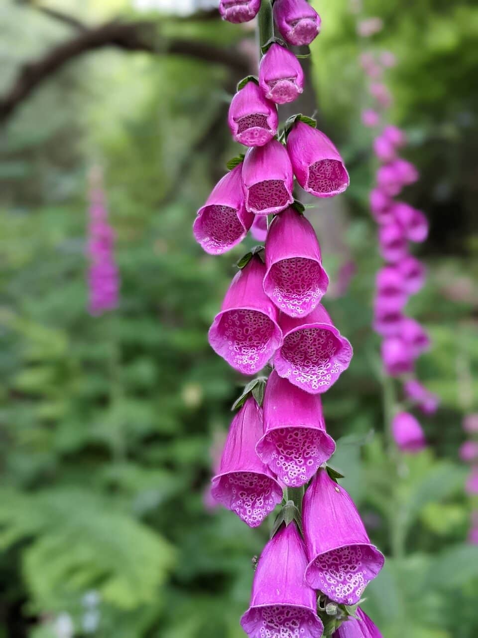 Vertical photo