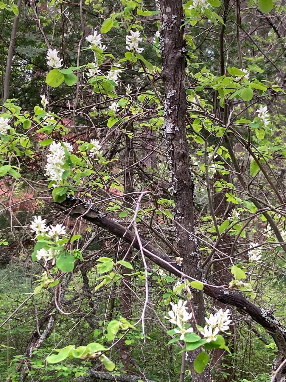 Crystal Clear Lake Access