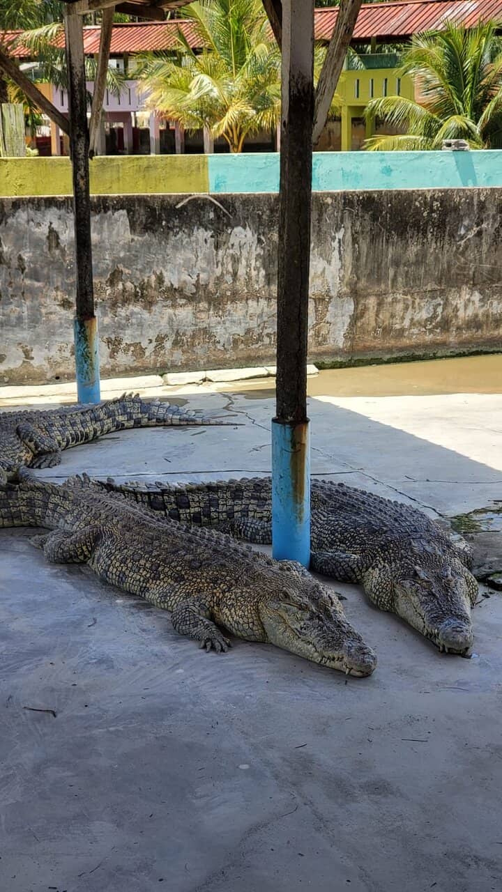 Baby Crocodile Encounters