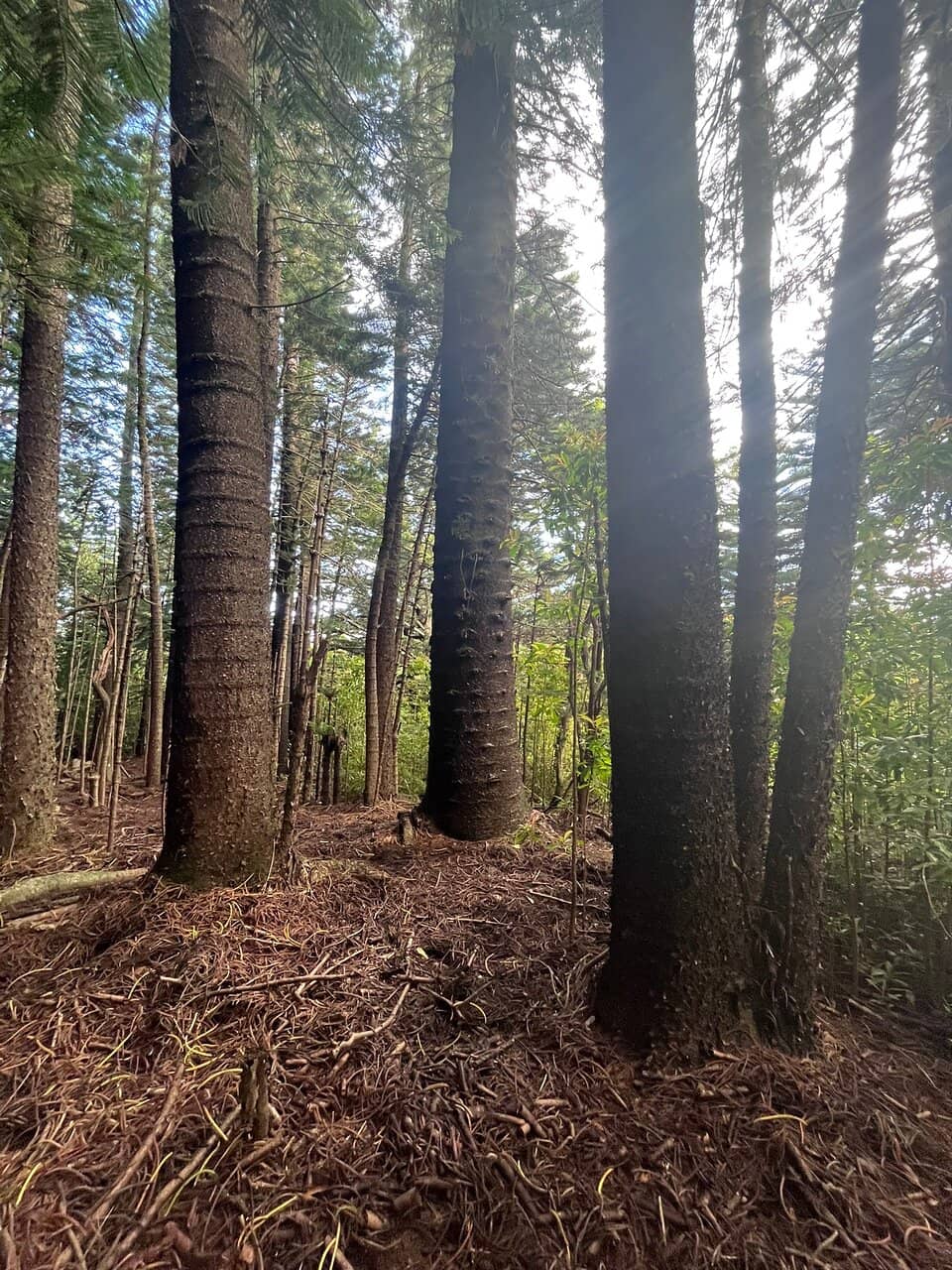 Challenging Elevation Gain