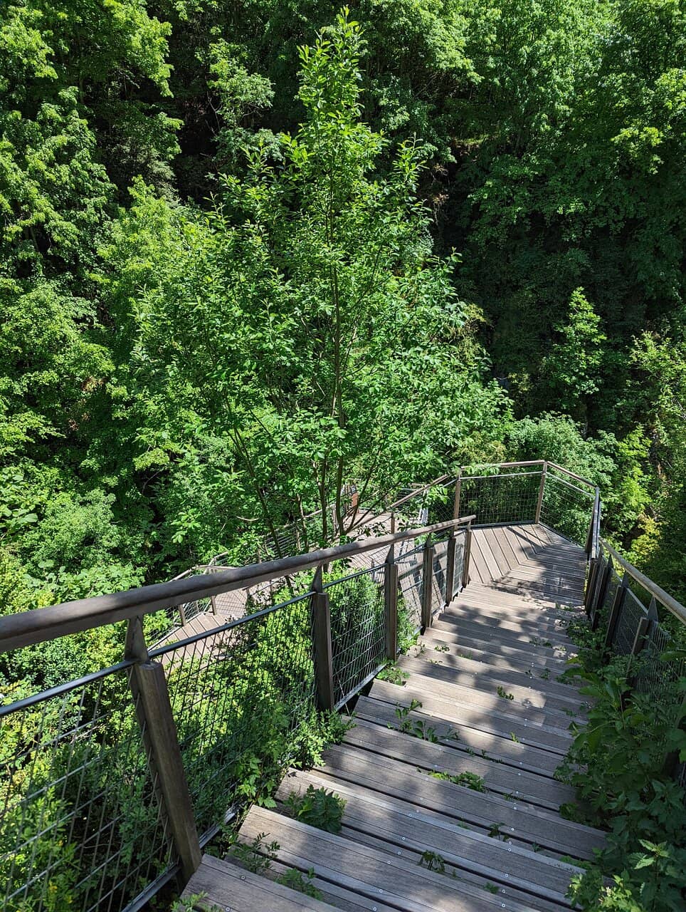 Woodland Trail