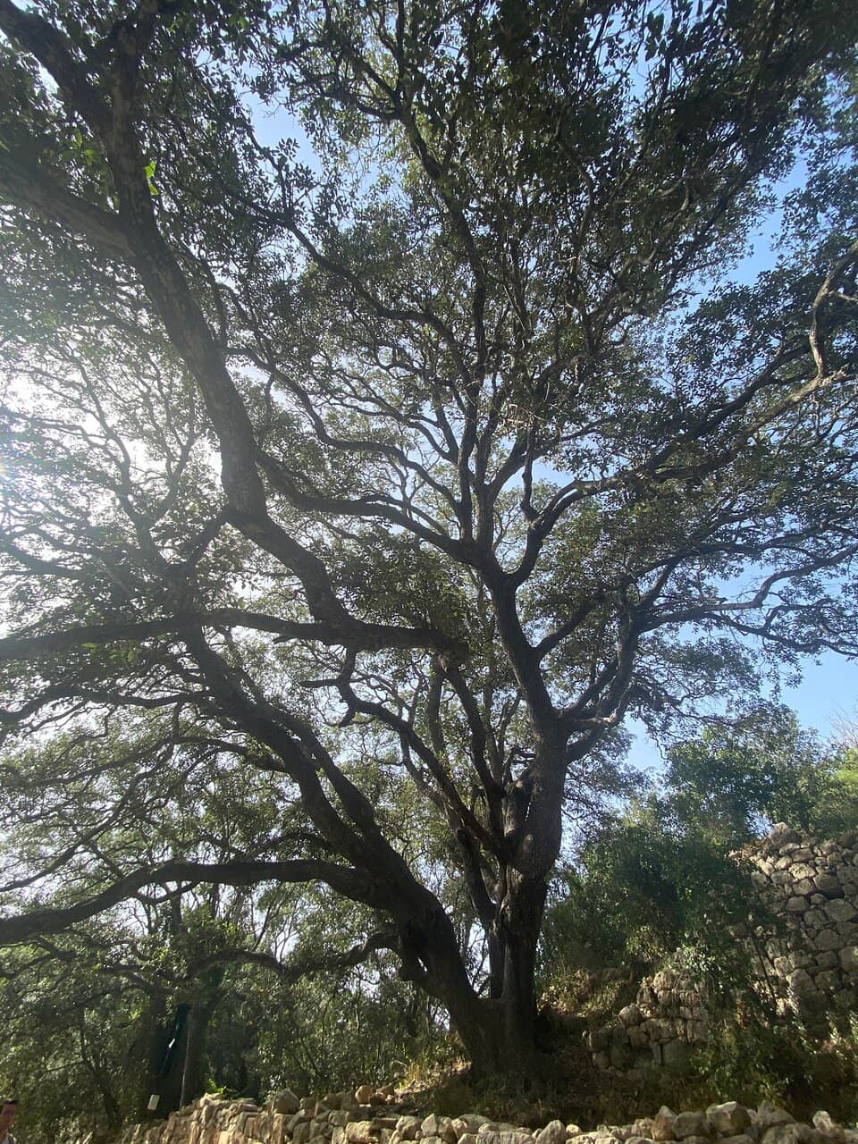 Imnarja Celebrations