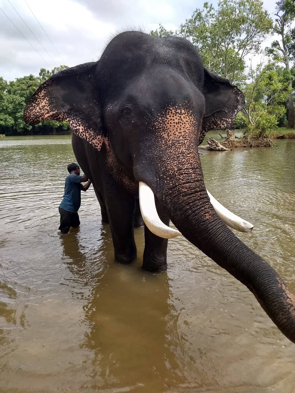 Feeding the Giants