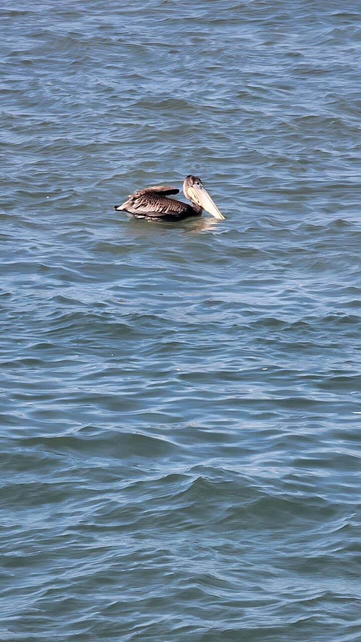 Dog-Friendly Beach Walks