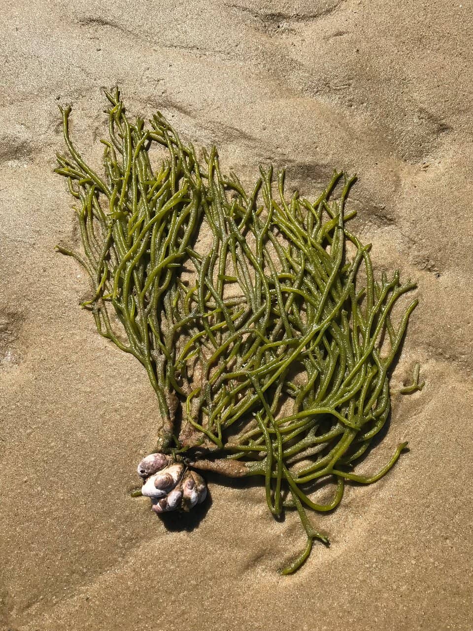 Casino Pier & Water Park