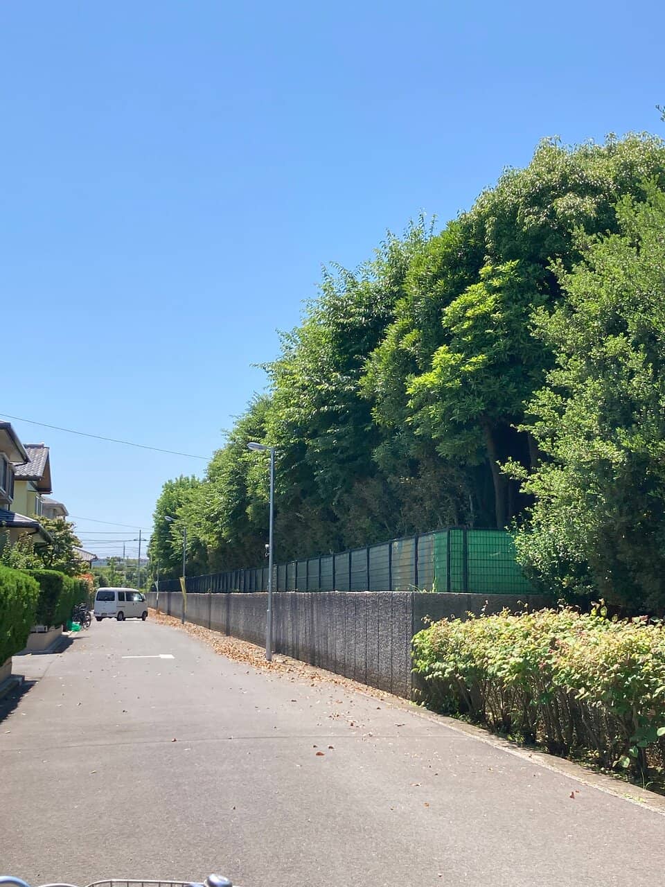 Secret Cherry Blossoms