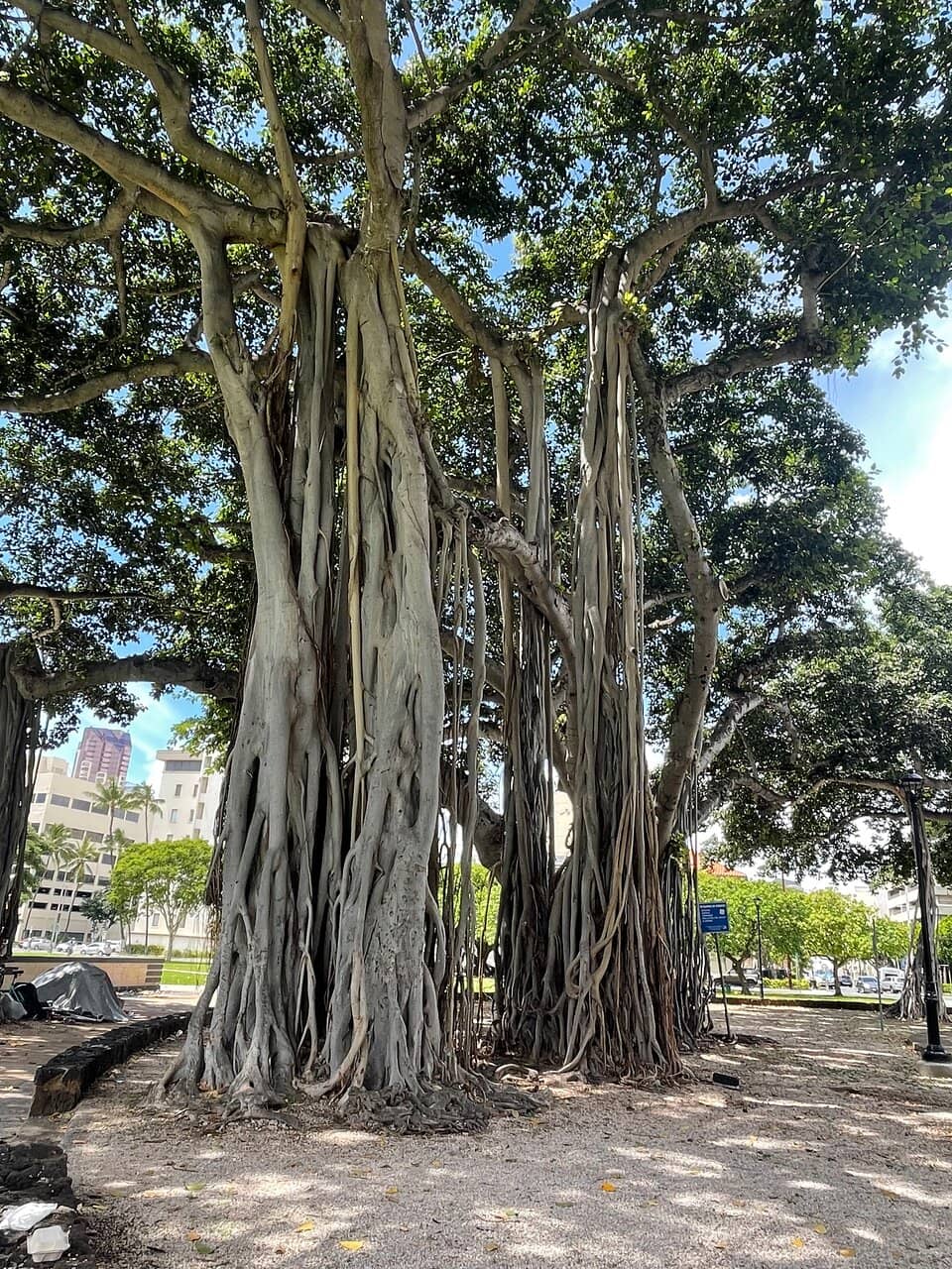 Banyan Tree Gazebo