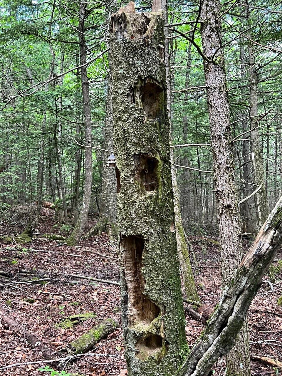 Disc Golf Course