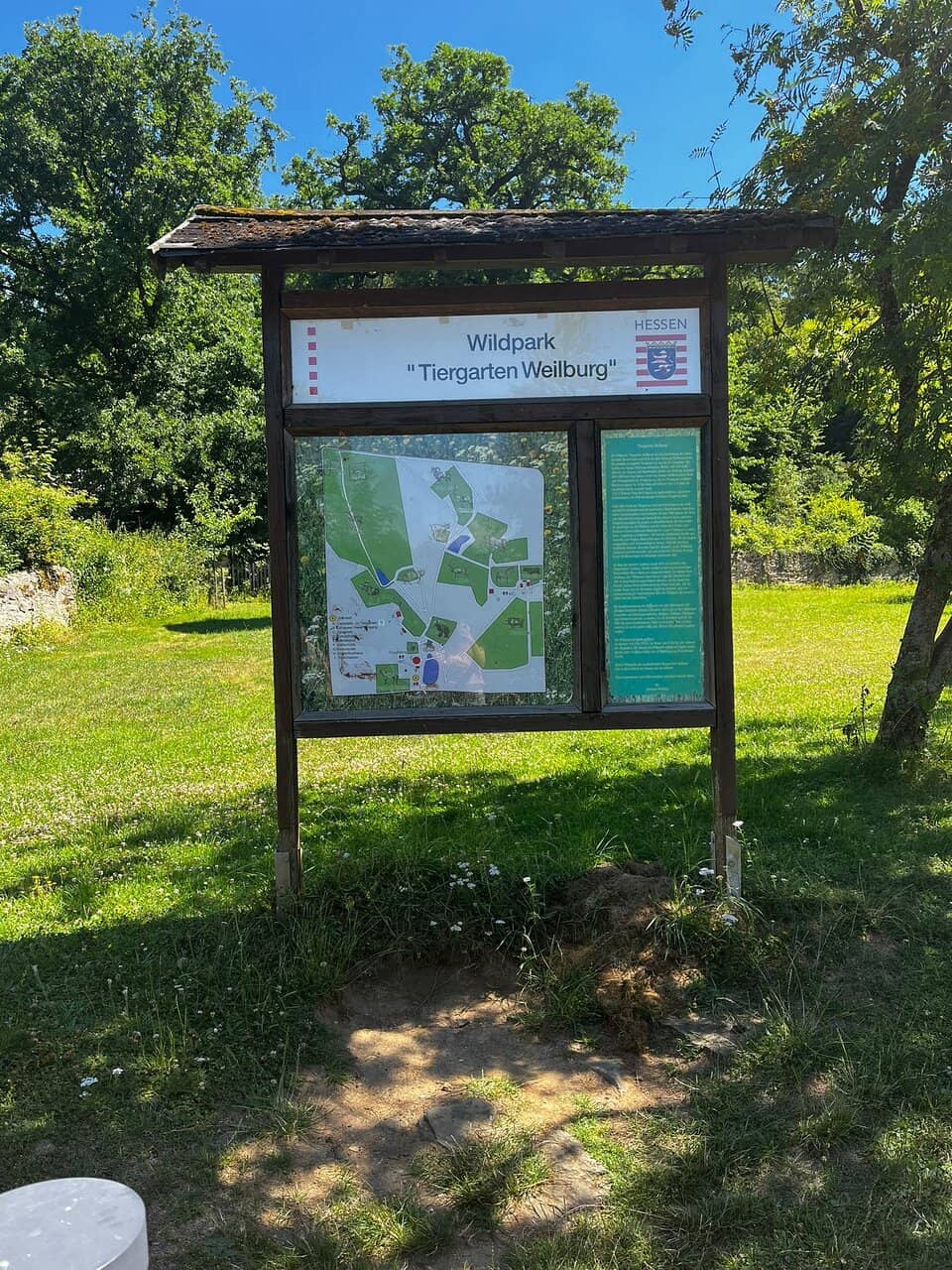 Gentle Deer Encounters