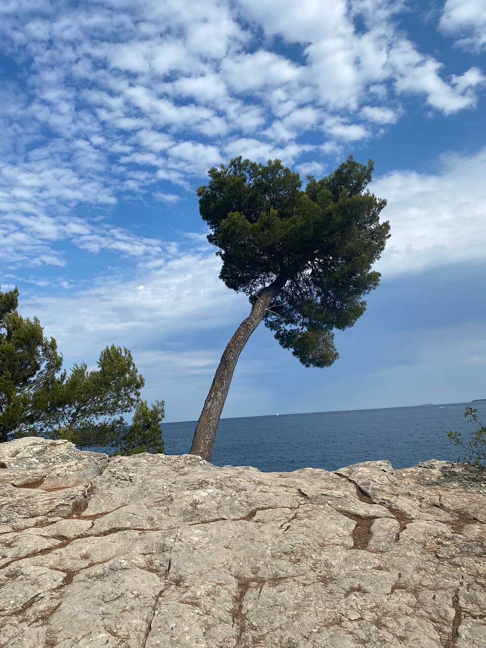 Vertical photo